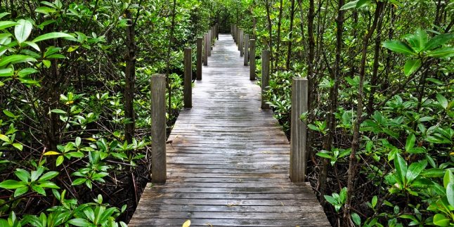 Segarnya Jajaran Mangrove Taman Hutan Raya Lazoneid