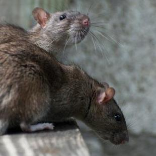 Tikus Rusak Mesin Penghitungan Suara Pemilu India