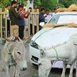 Mobil Jaguar Pria India Ditarik Keledai Sebab Sering Rusak