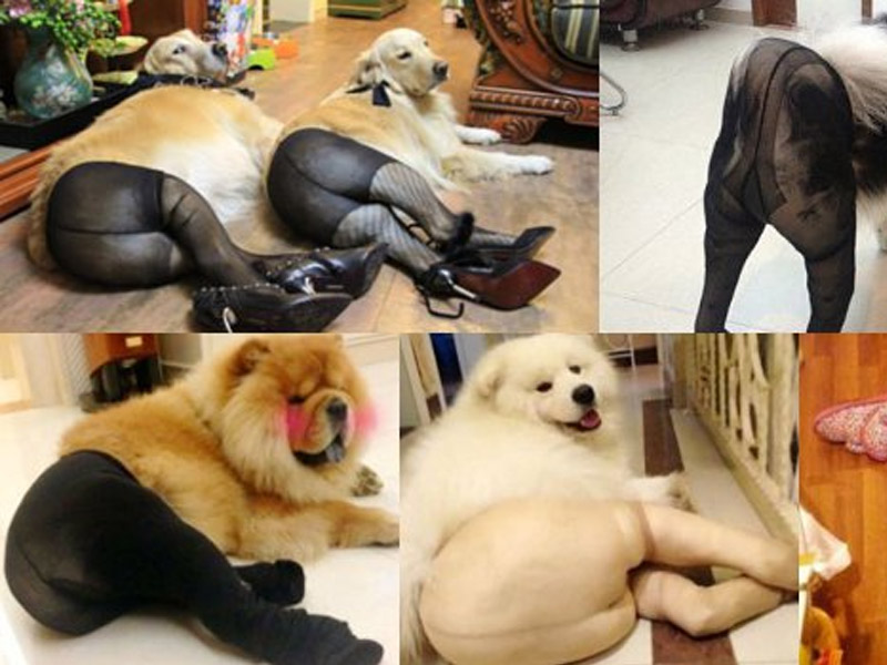 Heboh, Anjing Pake Stocking di China!