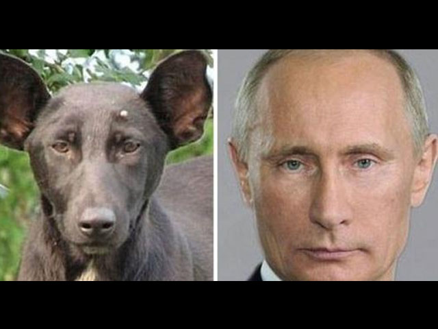 Katanya, Anjing Ini Mirip Vladimir Putin