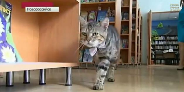 Kuzya, Kucing Yang Jadi Asisten Perpustakaan thumbnail