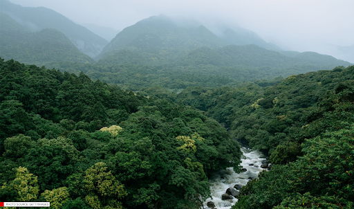 Catat! Ini 10 Tips Memotret di Hutan atau Alam Terbuka